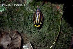 Rochaina mexicana