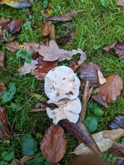Clitocybe rivulosa