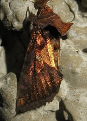 Argyrogramma verruca