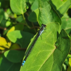 Paracercion calamorum