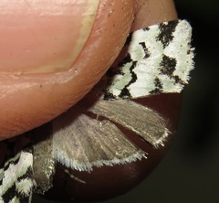 Bryolymnia floccifera
