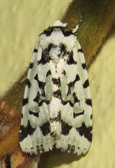 Bryolymnia floccifera
