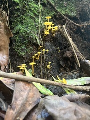 Tricholomopsis aurea
