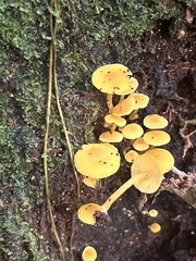 Tricholomopsis aurea