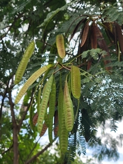 Leucaena