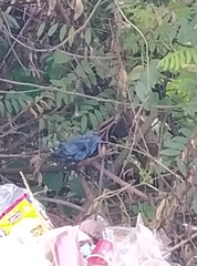 Crossarchus platycephalus