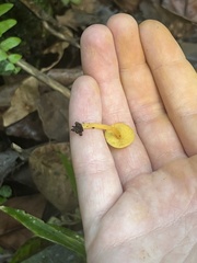 Tricholomopsis aurea