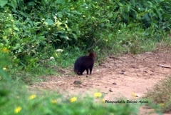 Crossarchus platycephalus