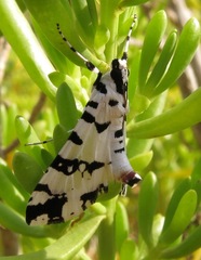 Conchylodes diphteralis