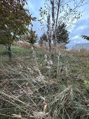 Calamagrostis epigejos
