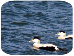 Somateria mollissima