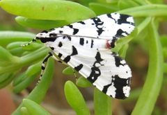 Conchylodes diphteralis