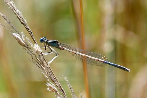 Blue Featherleg, 7165 Rietmolen, Nederland, photo 7 of 10