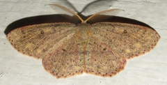 Cyclophora conferta