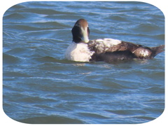 Somateria mollissima