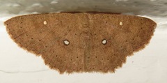 Cyclophora ordinata