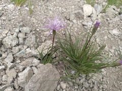 Scorzonera purpurea