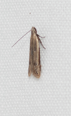 Mesophleps adustipennis