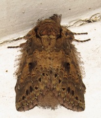 Disphragis cervina