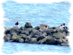 Haematopus ostralegus