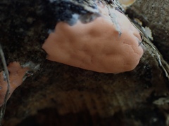 Dictydiaethalium plumbeum