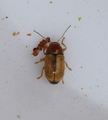 Cryptocephalus