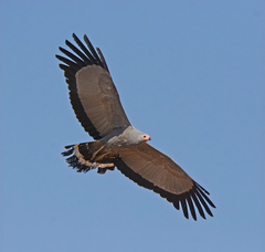 Polyboroides typus typus