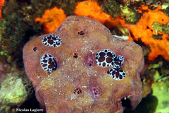 Peltodoris atromaculata