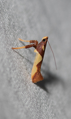 Caloptilia xanthopharella