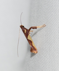 Caloptilia xanthopharella