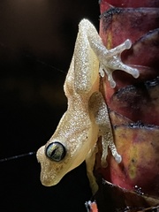 Raorchestes luteolus