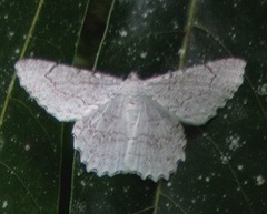 Epimecis detexta