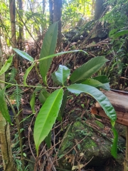 Corynocarpus rupestris arborescens