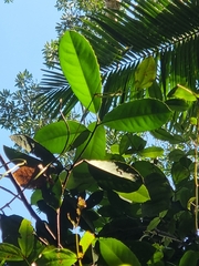 Corynocarpus rupestris arborescens