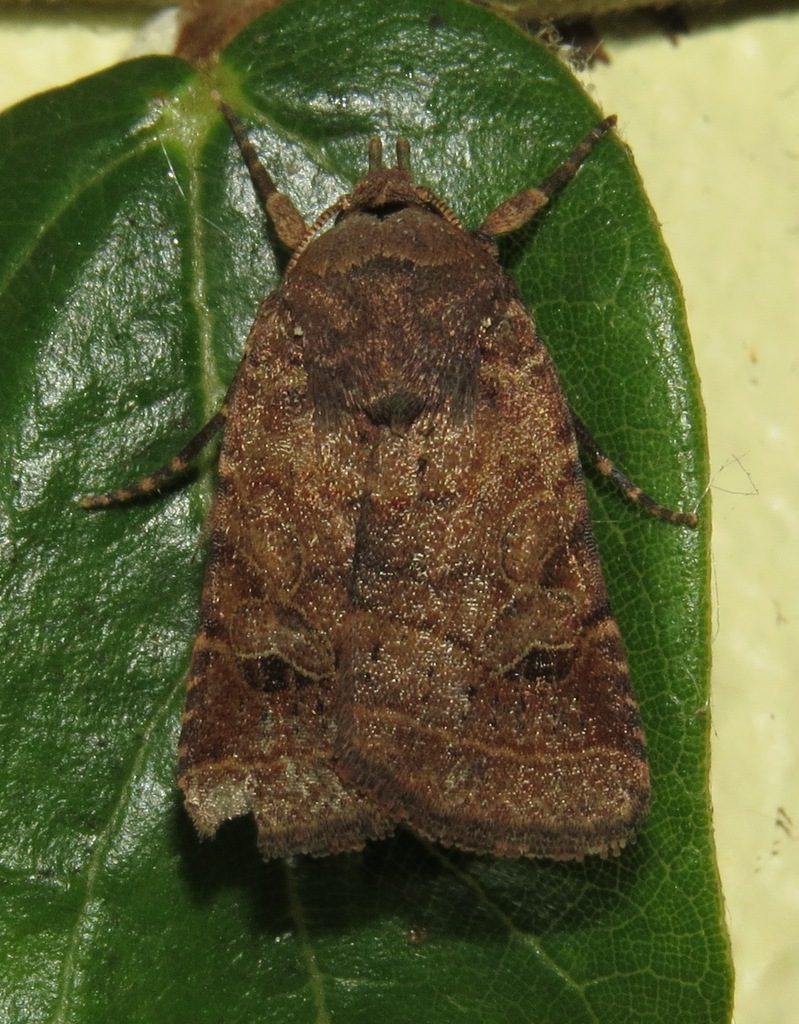 Eriopyga crista