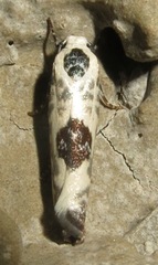 Ethmia submissa