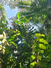 Corynocarpus rupestris arborescens