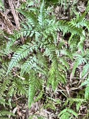 Arachniodes rhomboidea