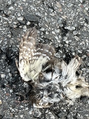 Glaucidium passerinum