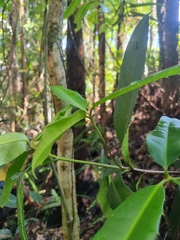 Corynocarpus rupestris arborescens