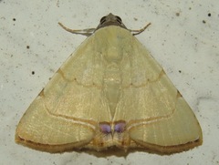 Eulepidotis modestula