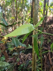 Corynocarpus rupestris arborescens