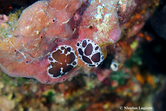 Peltodoris atromaculata