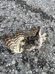 Glaucidium passerinum