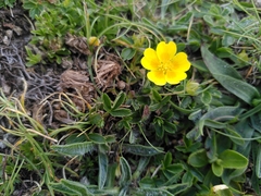 Potentilla reptans