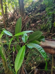 Corynocarpus rupestris arborescens