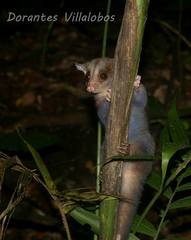 Derby's Woolly Opossum photo 4
