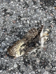 Glaucidium passerinum