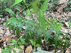 Woodwardia japonica