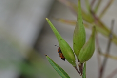 Oncopeltus fasciatus